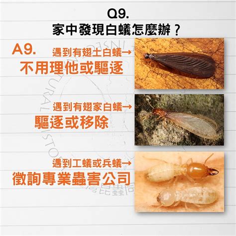 房間很多白蟻|白蟻怕什麼？防治消滅方法整理包：防堵白蟻入侵5點。